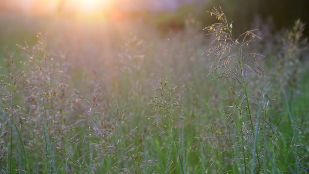 Bella erba campo al tramonto e moscerini — Video Stock