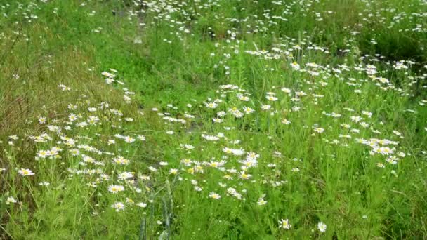 De nombreuses marguerites dans la prairie en été — Video