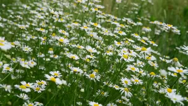 Many field daisies in the meadow in summer — Stock Video