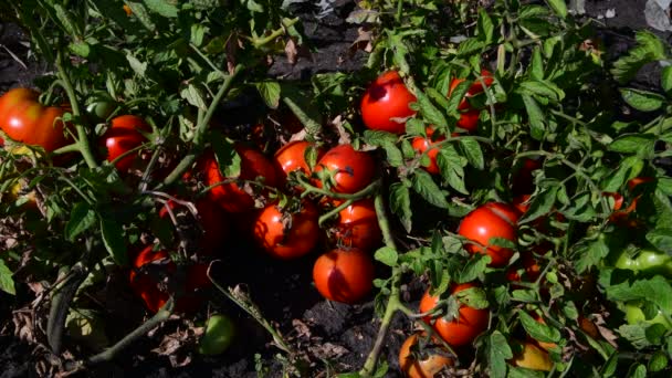 Rijpe rode tomaten worden geteeld in de grond — Stockvideo