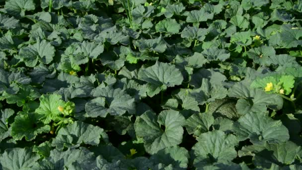 Fragment of melon field with foliage and green fruits — Stock Video