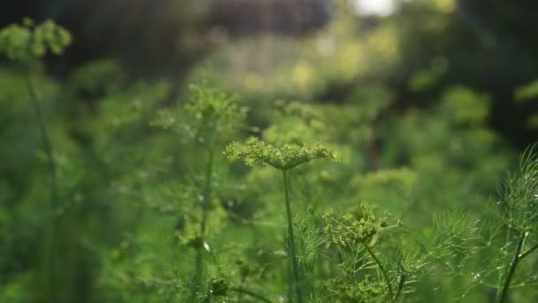 Fiatal, feltörekvő napernyők, a kapor magvak — Stock videók