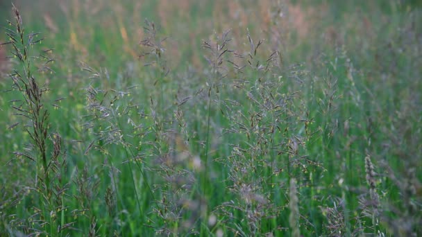 Piękny, Dzika trawa na łące, fragment — Wideo stockowe