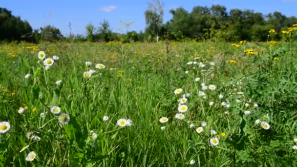 Belles marguerites sauvages sur une prairie d'été en Russie — Video