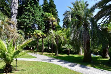 Sochi, Rusya Federasyonu - 5 Haziran. 2018. parçası yolu ile Botanik Bahçesi