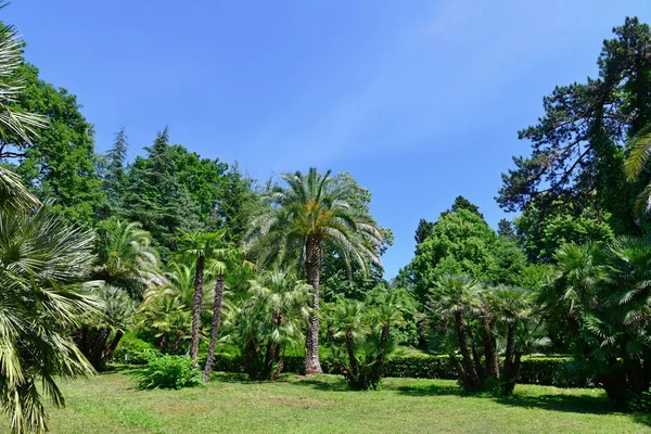 Plantas de diferentes zonas climáticas en arboreto en Sochi, Rusia — Foto de Stock