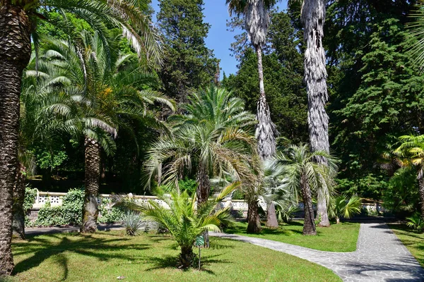 Sochi, Rusia - 5 de junio. 2018. Fragmento de arboreto con un camino — Foto de Stock