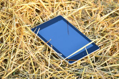 Plaka yaz aylarında çim üzerinde yalan