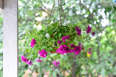 Yaz aylarında açık havada bir pot, Petunya çiçek