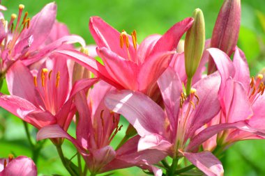 Su sonra yağmur damlaları içinde lilyum