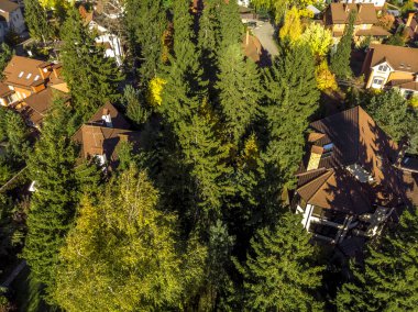 Rusya'da çam ağaçları arasında köyün üstten görünüm