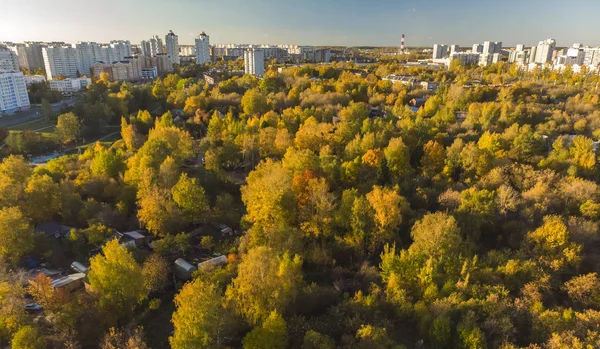 俄罗斯泽列诺格勒附近的秋天落叶林 — 图库照片