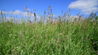 Güzel çayır çimen Rusya'da gündüzleri gökyüzü karşı. Parça