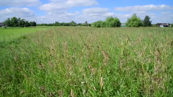 Mooie weide gras in Rusland. Landhuizen op horizon — Stockvideo