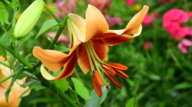 güzel büyük varietal lily