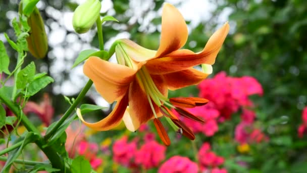 Vackra stora sorter lily — Stockvideo