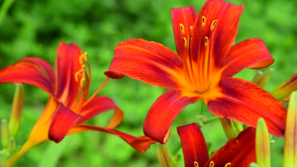 Hermoso día rojo brillante lirio — Vídeos de Stock