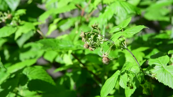 Zweige grüner unreifer Himbeeren in der Natur — Stockvideo