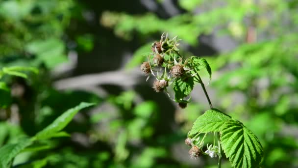 Zweige grüner unreifer Himbeeren in der Natur — Stockvideo