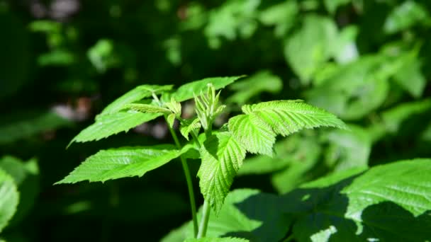 Kvistar av gröna omogna hallon i naturen — Stockvideo