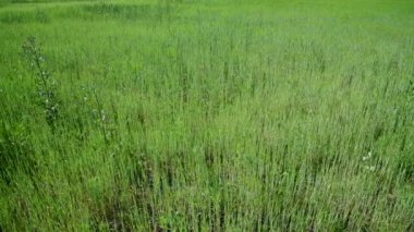 ot alan genç Mısır gevreği filizi ile