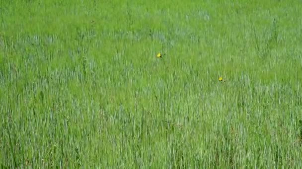 Campo de malas hierbas con brotes de cereales jóvenes — Vídeo de stock