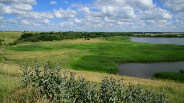 Thistle doornen op achtergrond van vijver in Rusland — Stockvideo