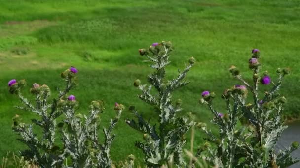 俄罗斯草原上的蓟刺 — 图库视频影像