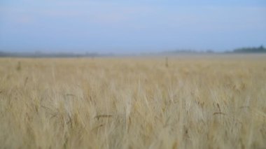 Rusya'nın güzel olgun çavdar alanıyla