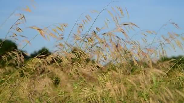 在日落的光成熟燕麦。俄罗斯的性质 — 图库视频影像