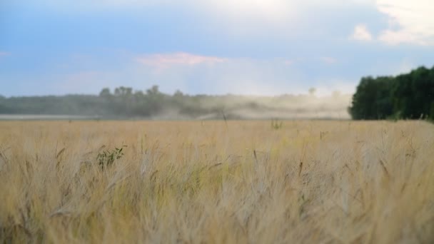 Feld mit reifem Roggen in Russland — Stockvideo