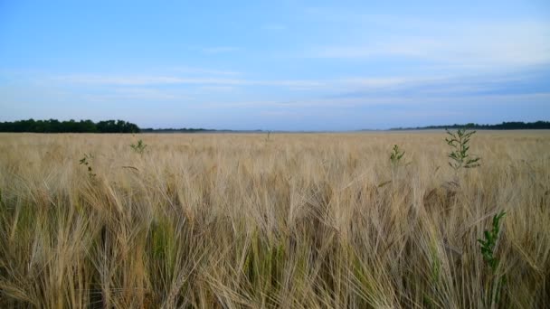 Feld mit reifem Roggen in Russland — Stockvideo