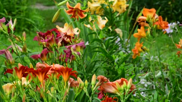 Een Flowerbed met prachtige verschillende lelies — Stockvideo