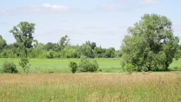 Landscape with Russian nature on hot summer day — Stock Video