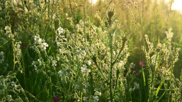 Hierba de pradera, espina y Saponaria al atardecer — Vídeo de stock