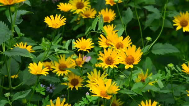 Blooming yellow doronicum on a bed in the garden — Stock Video