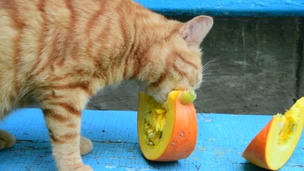 Gato rojo comiendo calabaza en un banco — Vídeo de stock