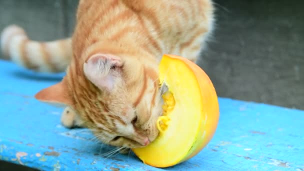 Rote Katze frisst Kürbis auf Bank — Stockvideo