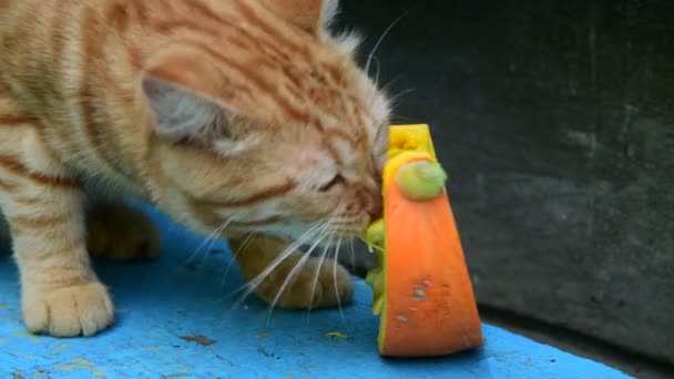Красная кошка ест тыкву на скамейке — стоковое видео