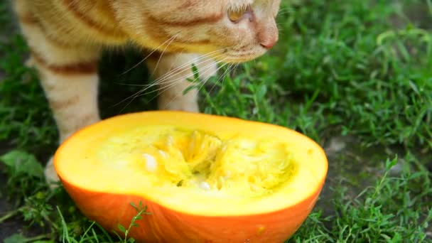 Rote Katze frisst Kürbis auf einer Natur — Stockvideo