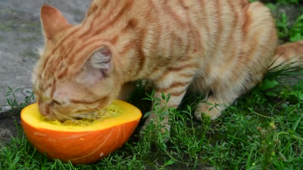 Rote Katze frisst Kürbis auf einer Natur — Stockvideo