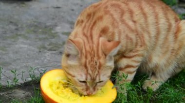 Kırmızı kedi bir doğa üzerinde kabak yemek