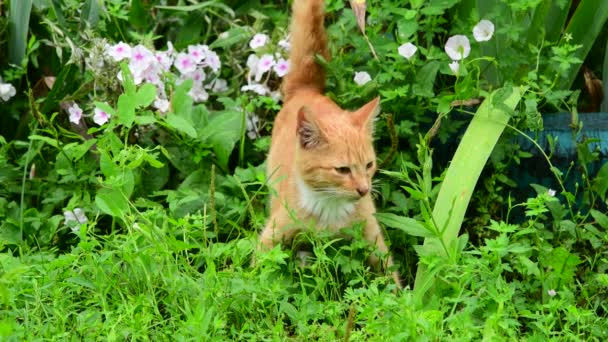 여름에 잔디에 노숙자 빨간 고양이 서 — 비디오