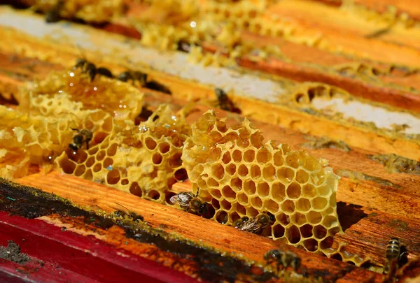 Bees Sitting Comb Hive — Stock Photo, Image