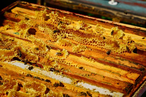 Bees Sitting Comb Hive — Stock Photo, Image
