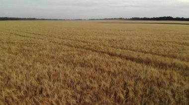 Güzel olgun çavdar Rusya, ileri hareket alanıyla