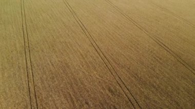 Güzel olgun çavdar Rusya, yana doğru hareket alanıyla