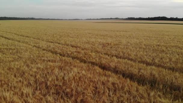 Mooie veld met rijpe rogge in Rusland, zijwaartse beweging — Stockvideo