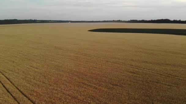 俄罗斯成熟黑麦在空气中的种类, — 图库视频影像