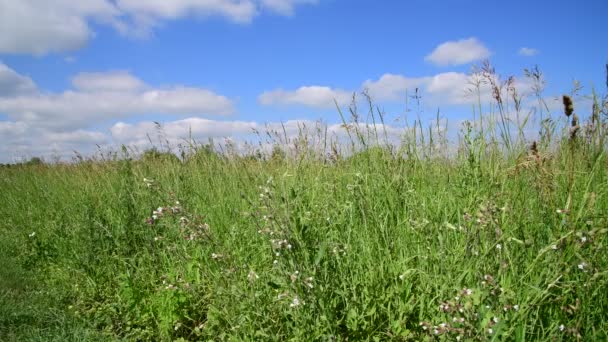 Bela grama prado contra o céu por dia na Rússia. Fragmento — Vídeo de Stock